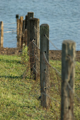 Fence Line 27/10