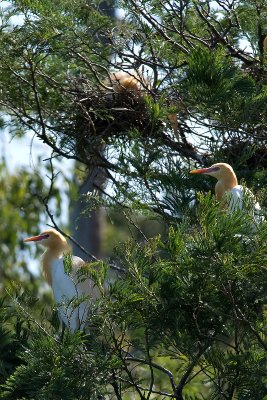 Nesting Cattle Egrets 30/10