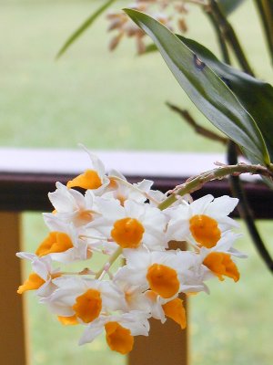 Soft Cane Dendrobium