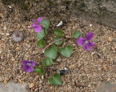 violets in the sand