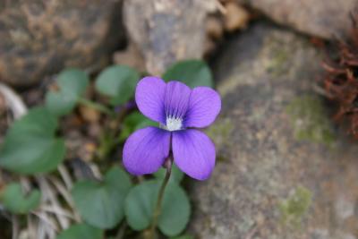 Single Violet