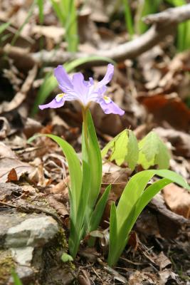 Dwarf Iris