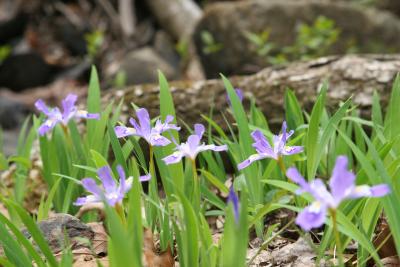 dwarf Iris