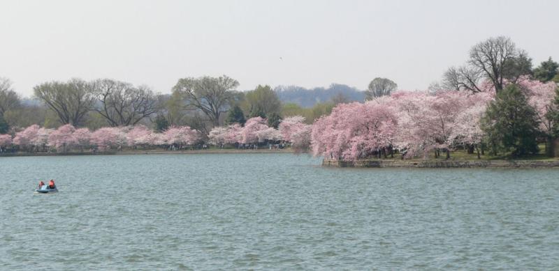 Cherry Blossom Progress