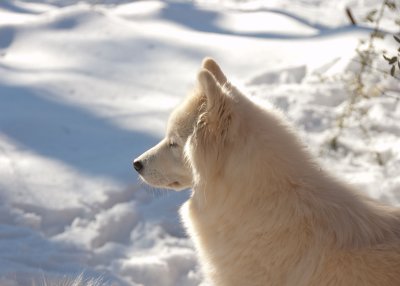 Joey looking out into the snow.