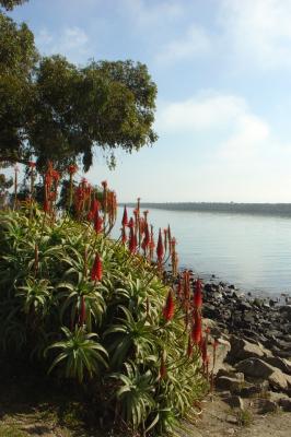 Landscape at Dana Point