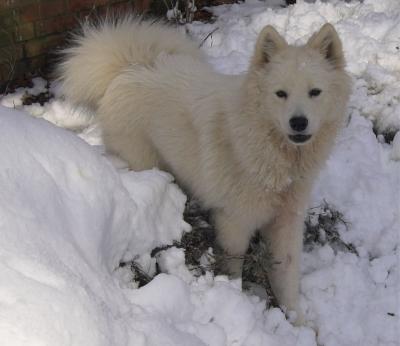 Joey in the Snow