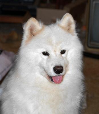 Maggie - Ch. White Magic's Northern Exposure