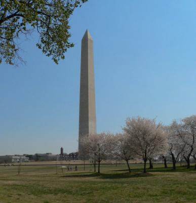 Washington Monument and Cherry Trees