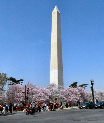 Washington Monument and Cherry Blossoms