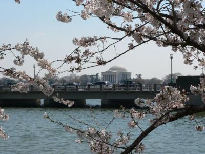 Jefferson Memorial and Cherry Blossoms