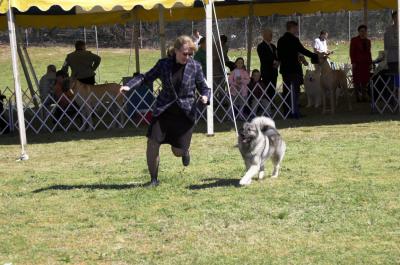 Elkhound in Hound Group