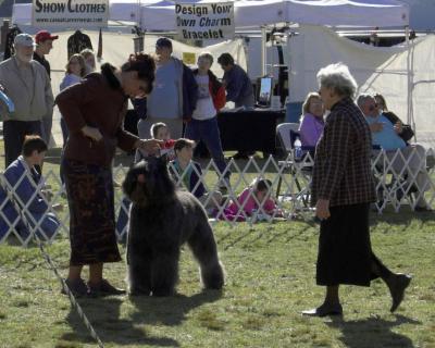 Bouvier in Herding Group