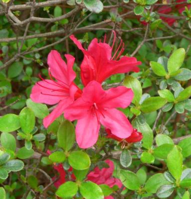 Azaleas in Bloom