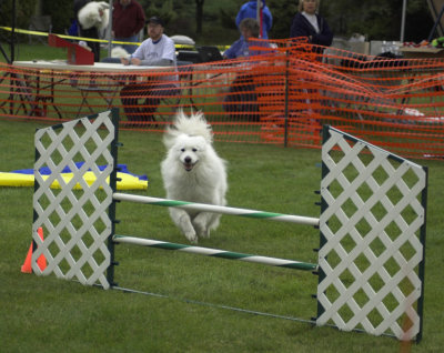 Agility Photo 1