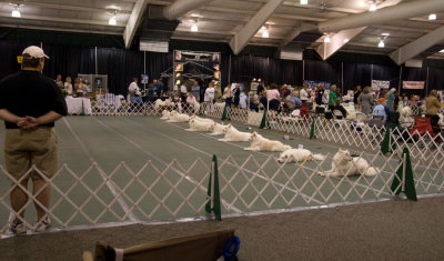 Obedience_2978