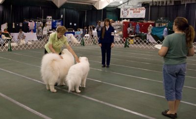 Obedience Team_3133