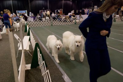 Obedience Team_3135