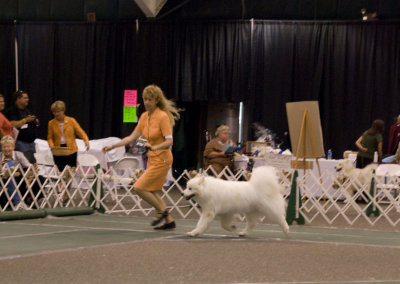 BOS Vet Sweeps_3161