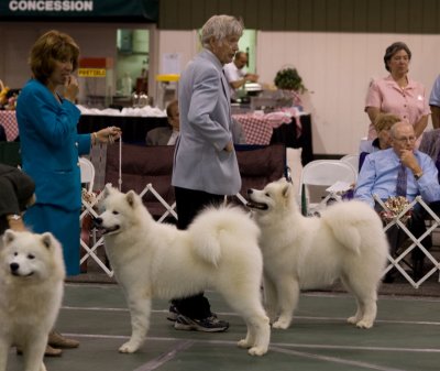 Dog Judging_0561