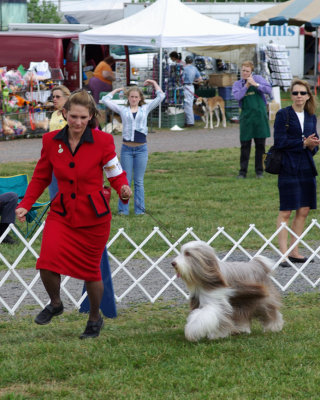 From the Herding Group - Bearded Collie