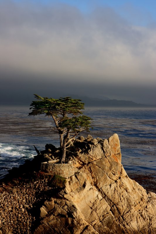 The Lone Cypress