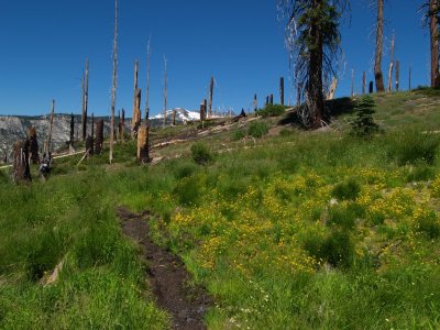 P7163187 Recent burned area at Red's Meadow.JPG