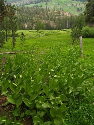 P7173245 Wild Hostas.JPG