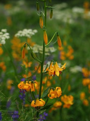 P7173278 Tiger Lillies.JPG