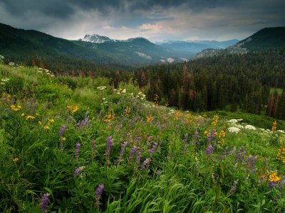 P7173285 Wildflowers looking south from Agnew Meadow.JPG