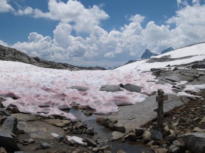 P7193409 Pink Snow Algae.JPG