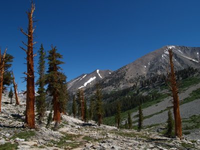 P7062346 Windblown pines - descending to Woods Creek.JPG