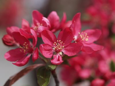 Crabapple flowers, spring is here, we will miss the rest of our flowers in bloom.