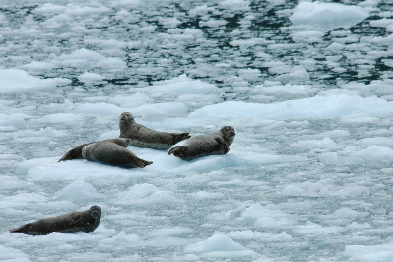 Harbor Seals