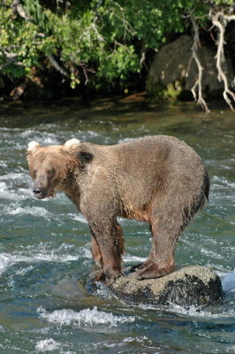 Bear on a Rock