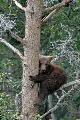 Cub in a Tree