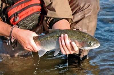 Rainbow Release