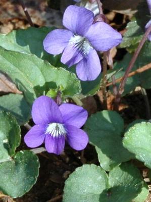 Backyard Wildflowers