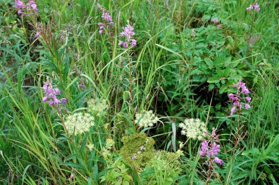 Tundra Flowers