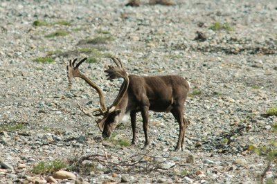 Caribou