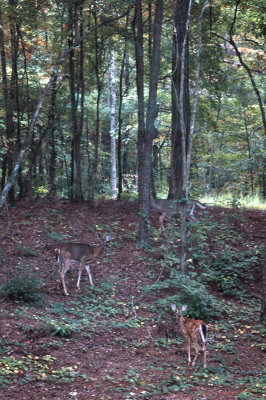 Backyard Deer.jpg