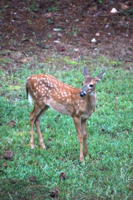 Backyard Fawn.jpg