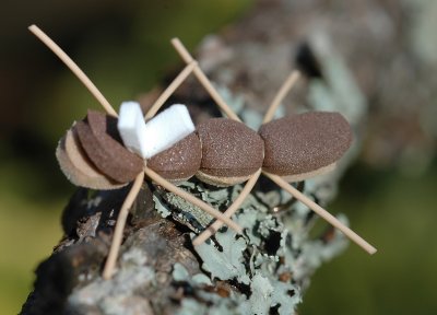 Chernobyl Ant.JPG
