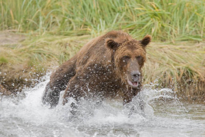 Katmai Alaska