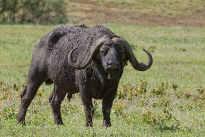 _R9G3665.jpg  Cape Buffalo