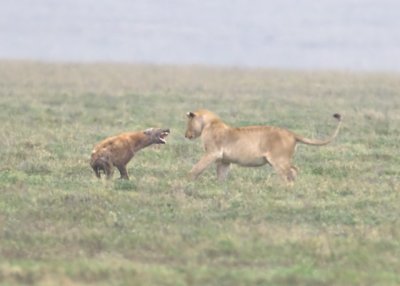 _R9G5332.jpg Silly Hyena with Lion