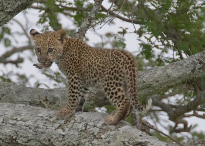 R9G5537.jpg    Leopard Cub