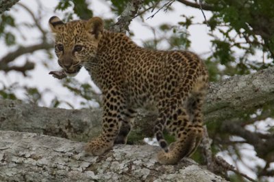 _R9G5540.jpg Cub in Tree