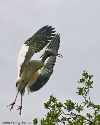Stork in flight