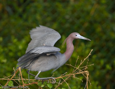 Little Blue Heron